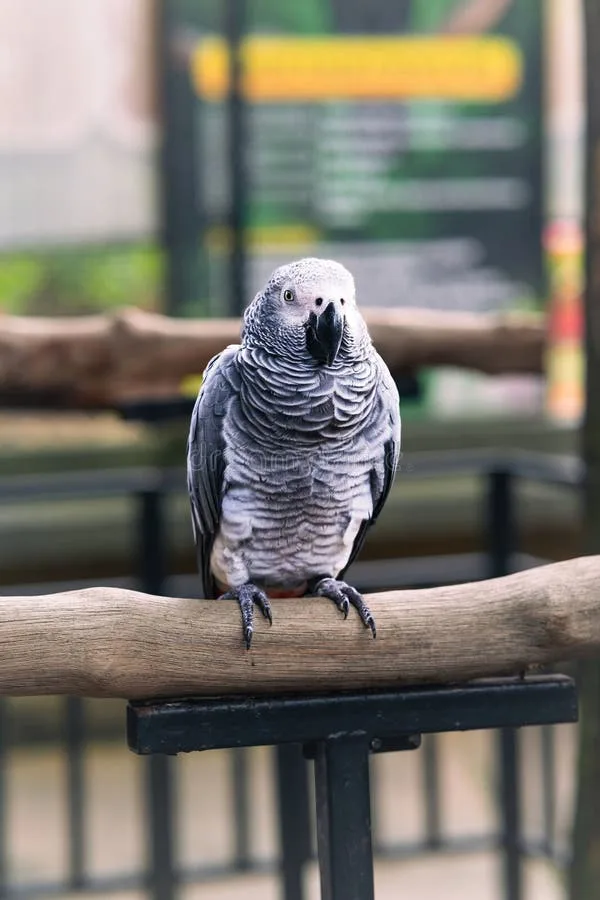 Timneh African Grey parrot from Africa - 10-11 inches (25.5-28 cm). Weight: 275-375g (9.7-13.2 oz)