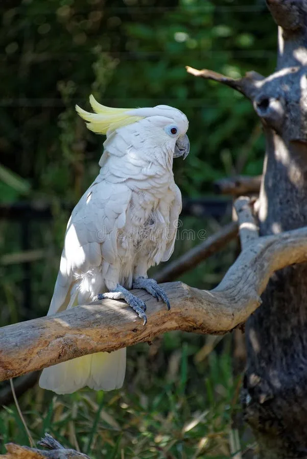 Triton Cockatoo parrot from Australia & Oceania - 18-20 inches (46-51 cm). Weight: 600-800g (21-28 oz)
