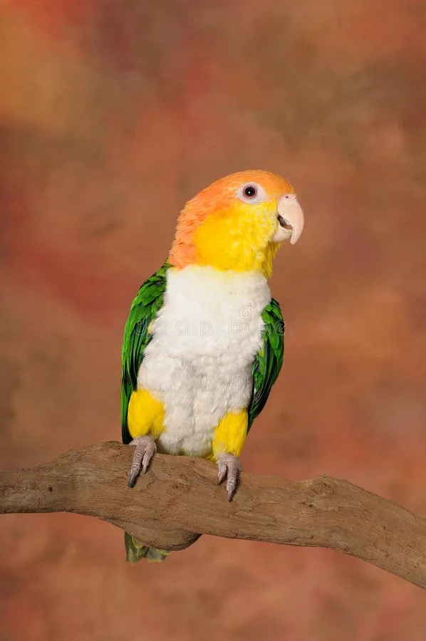 White-bellied Caique parrot from Central & South America - 9 inches (23 cm). Weight: 150-170g (5.3-6 oz)