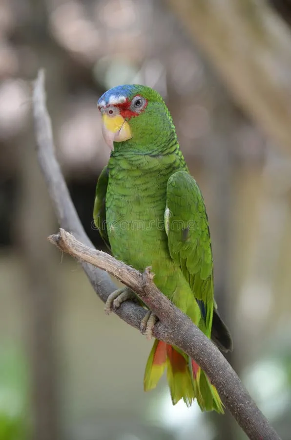 White-fronted Amazon parrot from Central & South America - 10 inches (25.5 cm). Weight: 180-240g (6.3-8.5 oz)