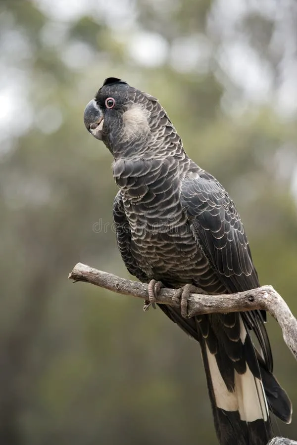 White-Tailed Black Cockatoo parrot from Australia & Oceania - 21-23 inches (53-58.5 cm). Weight: 550-800g (19.5-28 oz)