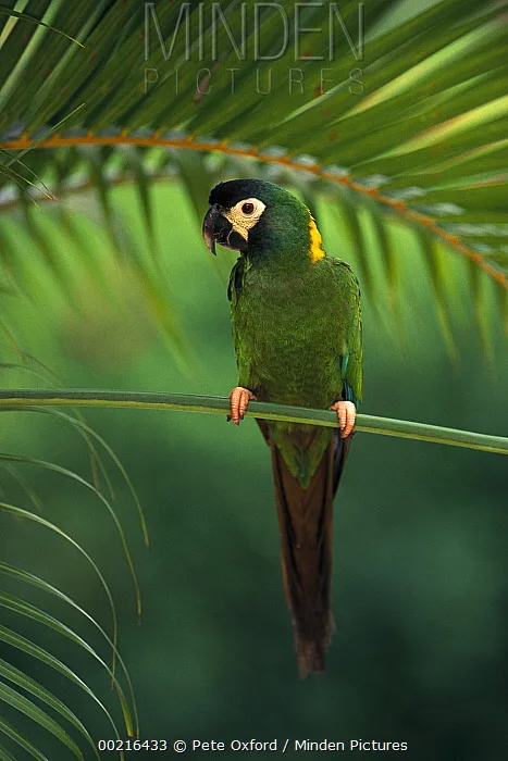 Yellow-Collared Macaw parrot from Central & South America - 15 inches (38 cm). Weight: 250-280g (8.8-9.9 oz)