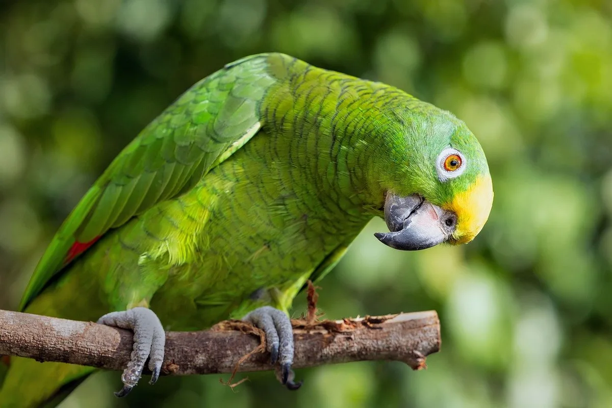 Yellow-crowned Amazon parrot from Central & South America - 13-15 inches (33-38 cm). Weight: 380-500g (13.4-17.5 oz)