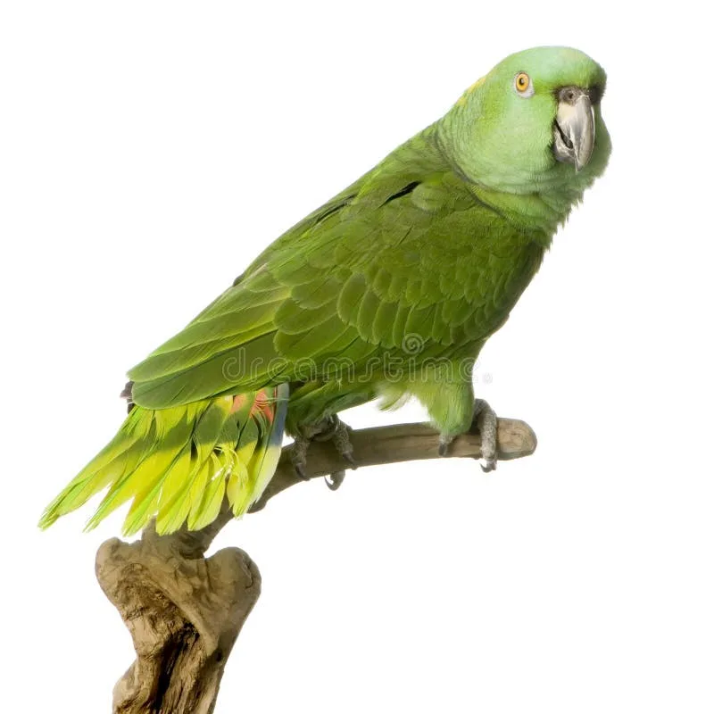Yellow-naped Amazon parrot from Central & South America - 14-16 inches (35.5-41 cm). Weight: 480-600g (17-21 oz)