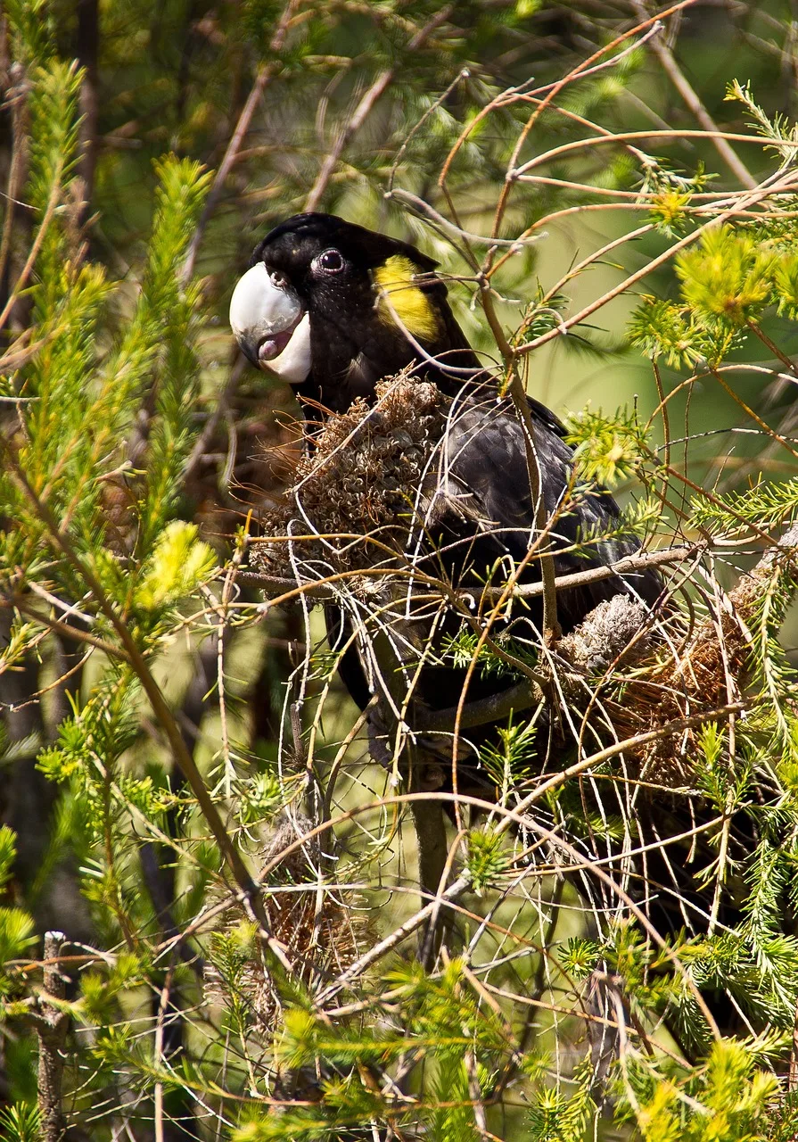 Yellow-Tailed Black Cockatoo parrot from Australia & Oceania - 22-26 inches (56-66 cm). Weight: 750-900g (26.5-32 oz)